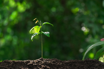 Small trees are growing on the ground incomplete in soft green nature background.