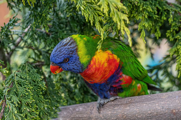 Close up of Multicolored Rainbow Lorikeet parrot Trichoglossus haematodus.