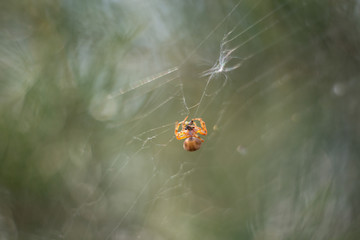 spider on leaf