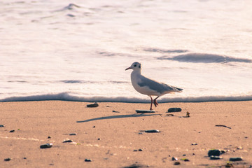mouette sur la plage