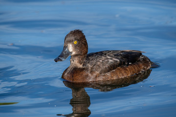 Femail Tufted Duck or Aythya fuligula swimming in pond
