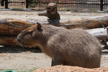 八木山動物園