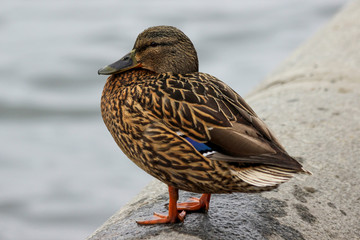 A female mallard (Anas platyrhynchos) on the stone parapet in a sunny day