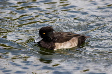 A male tufted duck (Aythya fuligula) on the water's surface