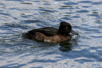 A female tufted duck (Aythya fuligula) on the water's surface