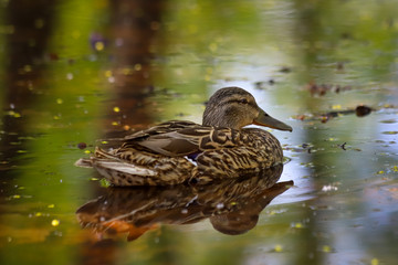 A female mallard (Anas platyrhynchos) on the water's surface