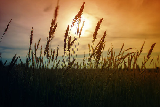 Beautiful landscape. Sunset in the field. Growth of grass in the meadow
