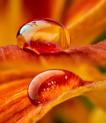 Fotobehang water drop on a flower - macro photo © Vera Kuttelvaserova