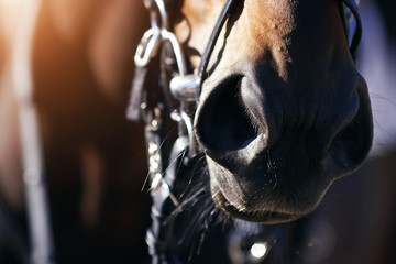 Dark nose of a beautiful Bay horse, whose mouth the bit and wearing a bridle, and whose fur shines and shimmers in the sunlight. - obrazy, fototapety, plakaty