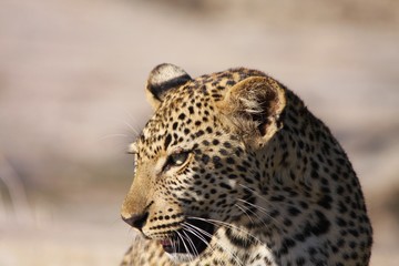 Fototapeta na wymiar portrait d'une panthère ou léopard dans la savane en Afrique du Sud
