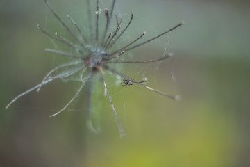 little spider