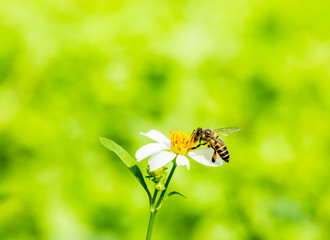 Bee eating pollen of flower in the field, Chiangmai Thailand