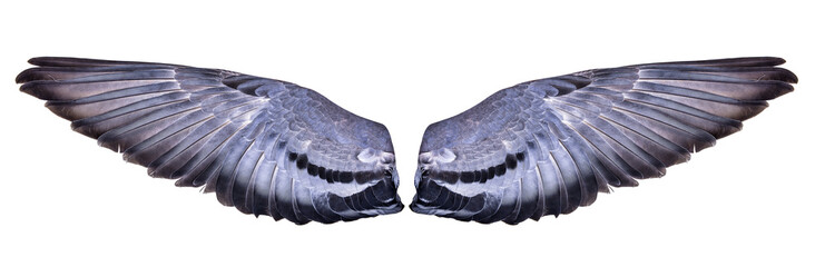 Wing bird isolated on white backgroun