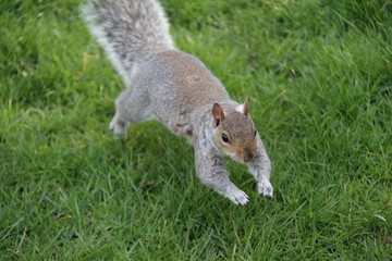 Obraz premium squirrel