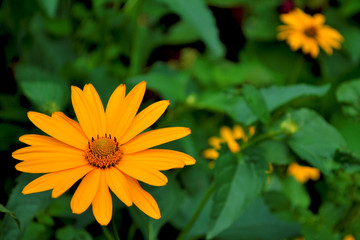 yellow flower