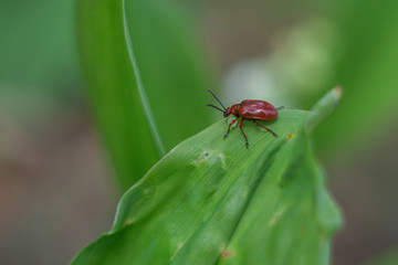 beetle on a leaf