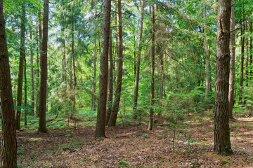 Trees in a forest in summer