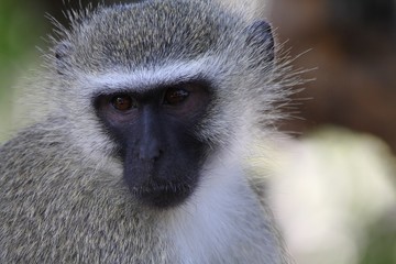 Obraz premium portrait d'un singe vervet en Afrique du Sud