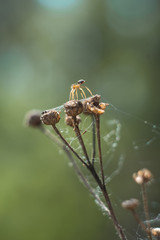 spider on a flower