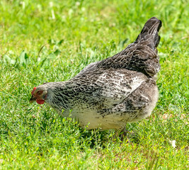 Domestic chickens walking near the house on the grass.