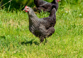 Domestic chickens walking near the house on the grass.