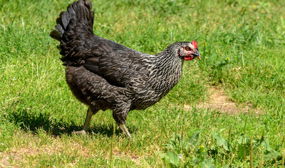 Domestic chickens walking near the house on the grass.