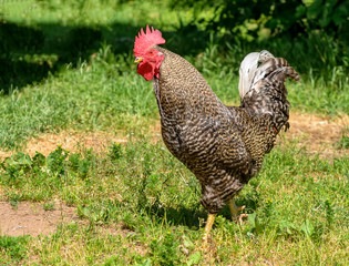 Domestic chickens walking near the house on the grass.