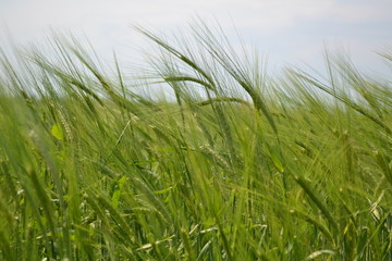 green grass on background of blue sky
