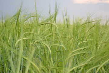 green grass on a background of blue sky