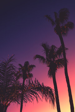Tropical Summer Night Background With Palm Trees at Sunset