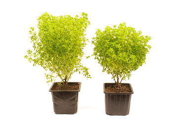 Greek bush basil plant isolated on white