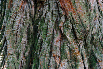 texture d'écorce de bois de pin sec en plan rapproché, macrophotographie