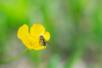 bee on a flower