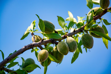 Young green almonds nuts riping on almond tree