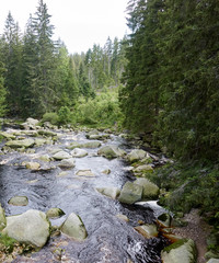 Fluss mit Steinen im Wald
