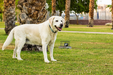 adorable smiling white Labrador domestic dog portrait in park outdoor city square scenic area for walking with pets