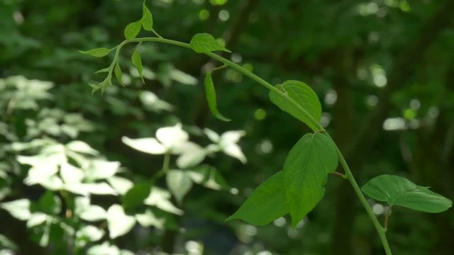 green leaves of a tree in spring
