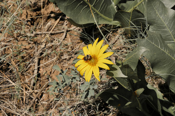 Busy bee out in the fields