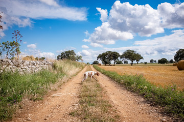 Amazing view of Apulia countryside with dog walking along a road. Apulia region, Italy