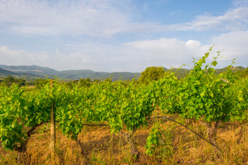 Fototapeta na wymiar Green vineyards in the hills of the island of Sardinia in sunlight in spring