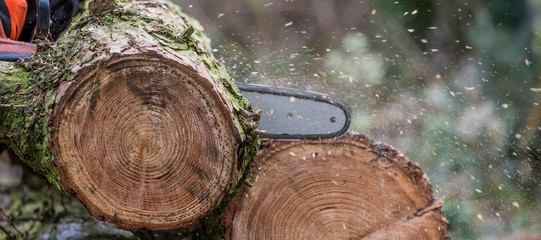 Logs are cut with a chainsaw.