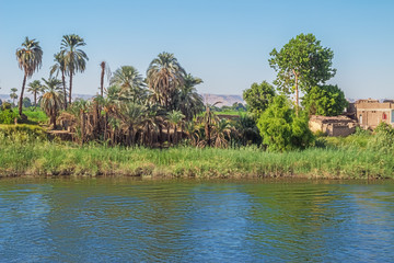 Palm trees on shores of the Nile in the vicinity of Luxor