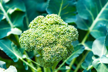 Healthy vegetables growing in garden, young green broccoli cabbage