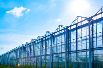 All season fresh vegetables, fruits and flowers, agriculture in Netherlands, big modern...