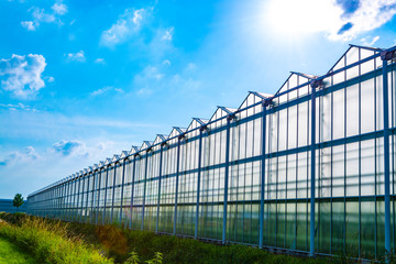 All season fresh vegetables, fruits and flowers, agriculture in Netherlands, big modern greeenhouses in Limburg, exterior view