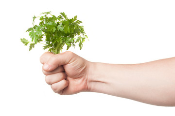 Naklejka na ściany i meble Hand holds a bunch of fresh parsley on a white background