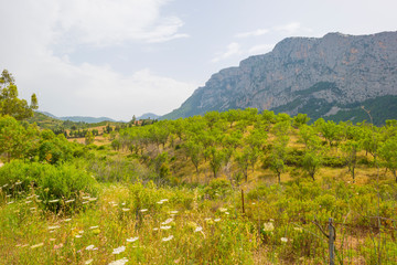 Obraz premium Green vineyards in the hills of the island of Sardinia in sunlight in spring