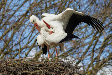 Two storks on a nest