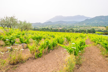 Fototapeta na wymiar Green vineyards in the hills of the island of Sardinia in sunlight in spring
