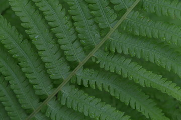 raindrops on a green leaf of a fern,soft focus